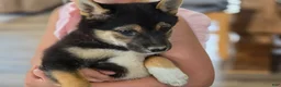 Shiba Inu dogs for sale: Stella - Ad 1