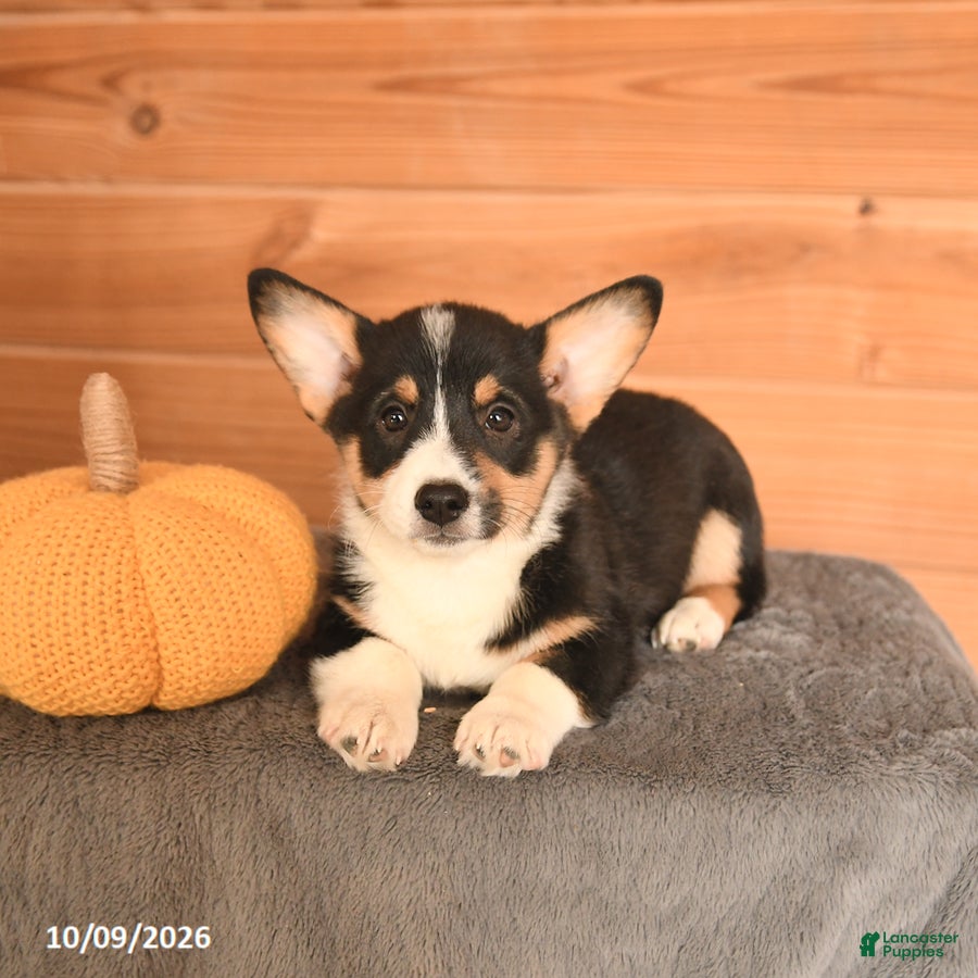 Welsh Corgi Pembroke dogs Hue - Ad 2