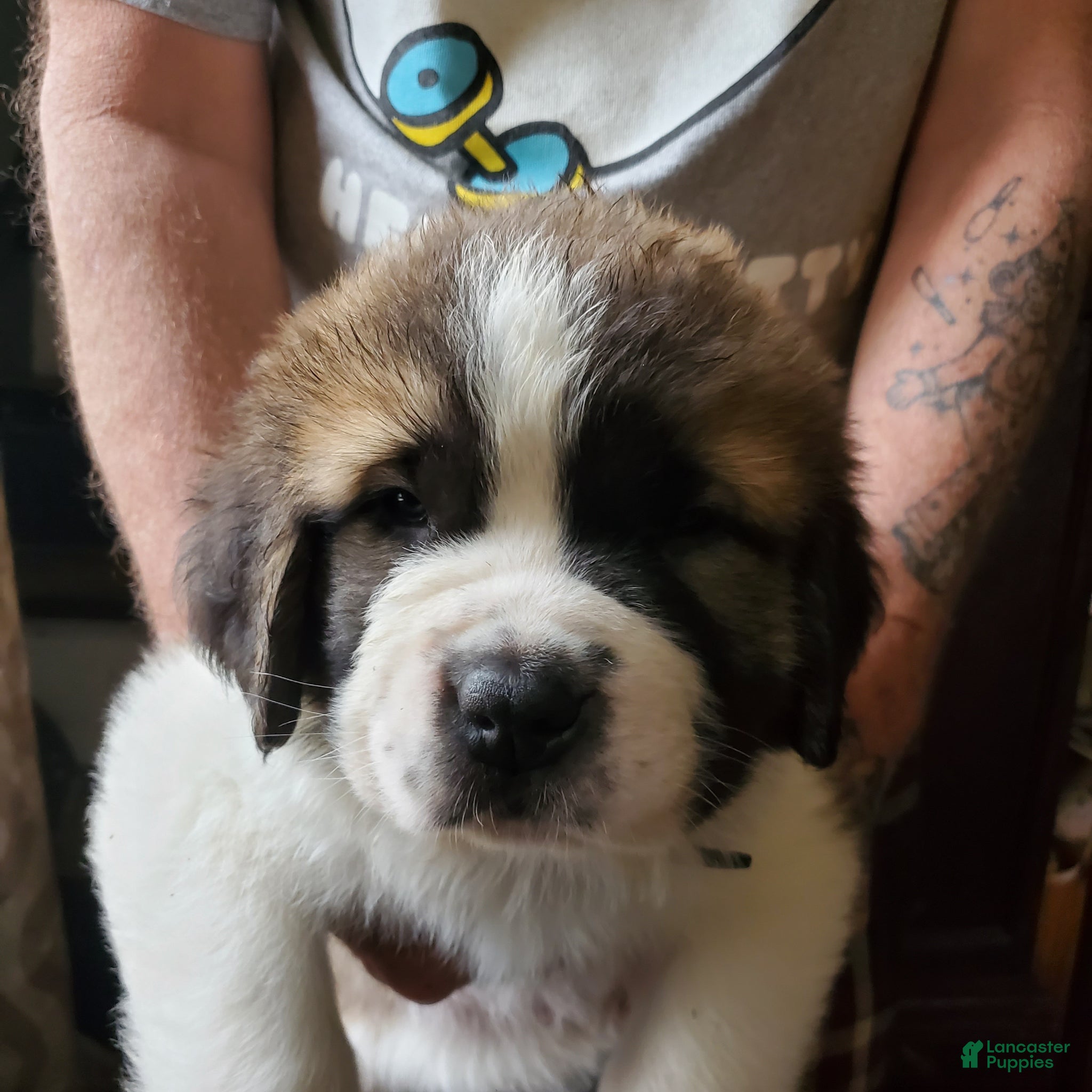 Saint Bernard dogs Saint Bernard Puppy 6 - Ad 25