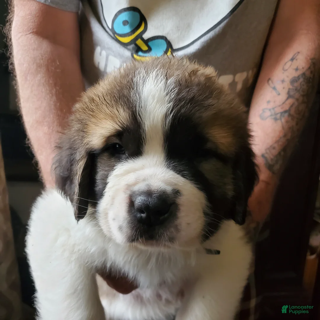 Saint Bernard dogs for sale: Saint Bernard Puppy 6 - Ad 1