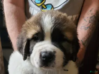 Saint Bernard dogs Saint Bernard Puppy 6 - Ad 25