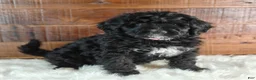 Bernedoodle dogs for sale: Oreo - Ad 1