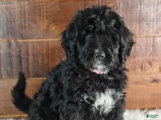 Bernedoodle dogs for sale: Oreo - Ad 3