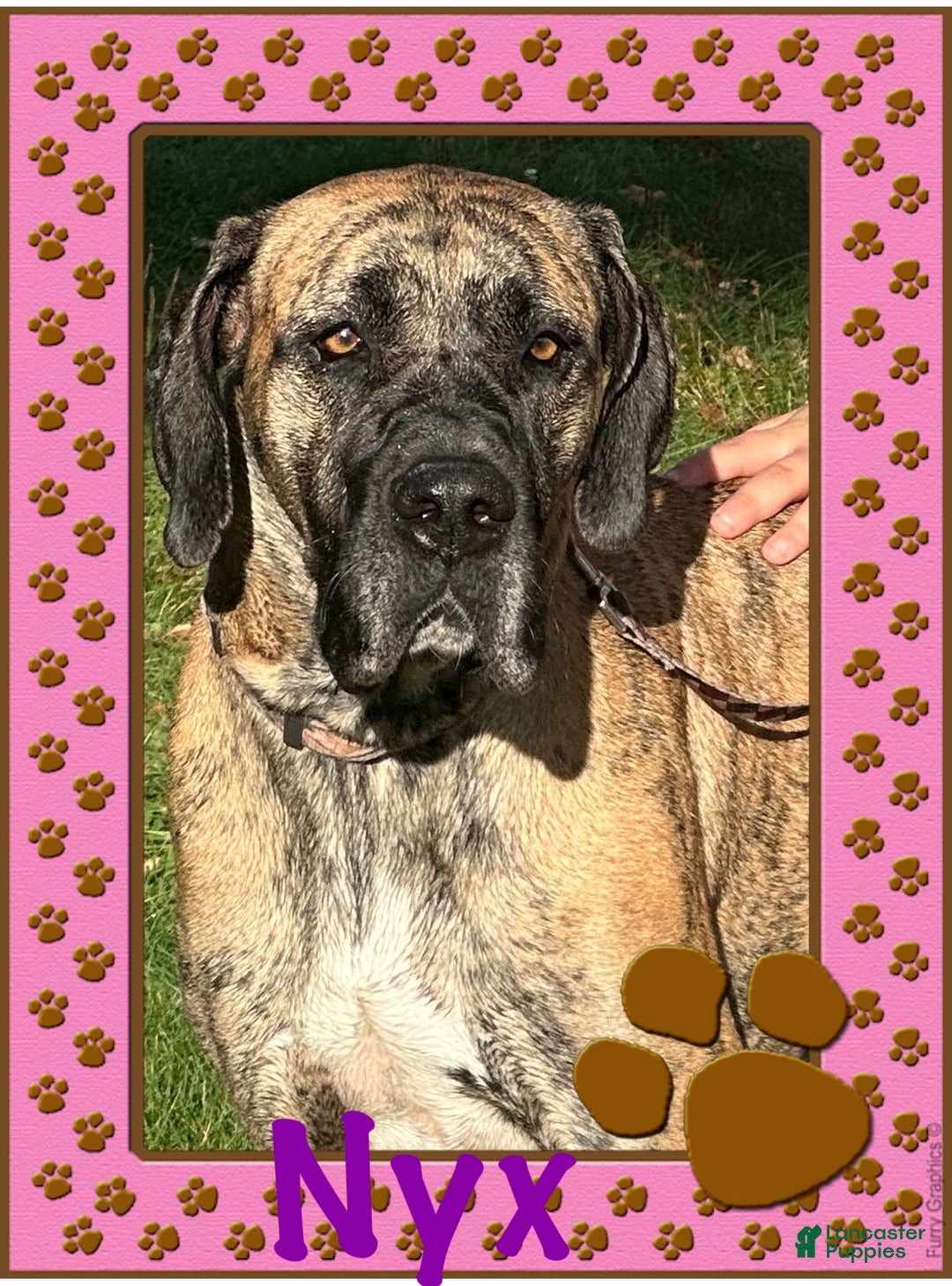 Great Dane dogs for sale: Howard - Ad 24