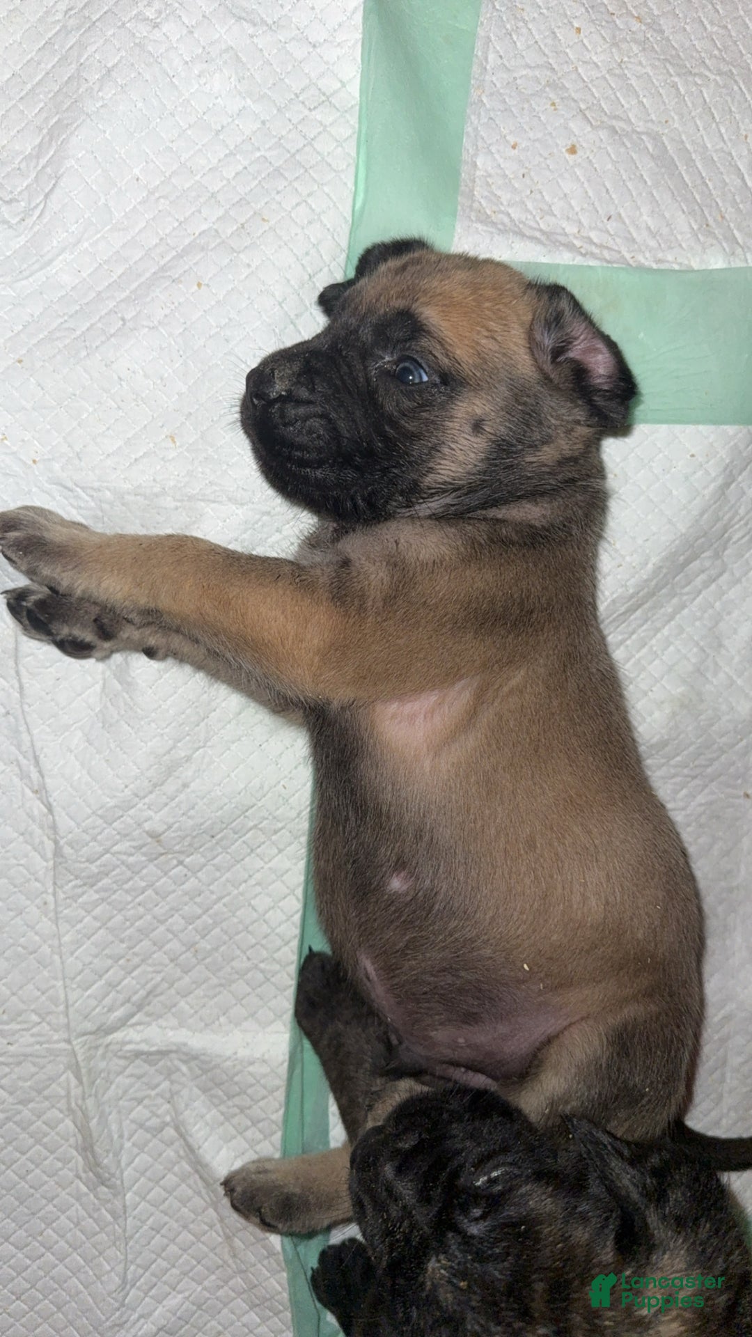 English Mastiff dogs for sale: English Mastiff Puppy 3 - Ad 5