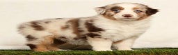Miniature Australian Shepherd dogs for sale: Daffodil - Ad 5