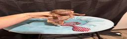 Miniature Poodle dogs for sale: Akc Choc Merle Phantom Red Tie - Ad 2