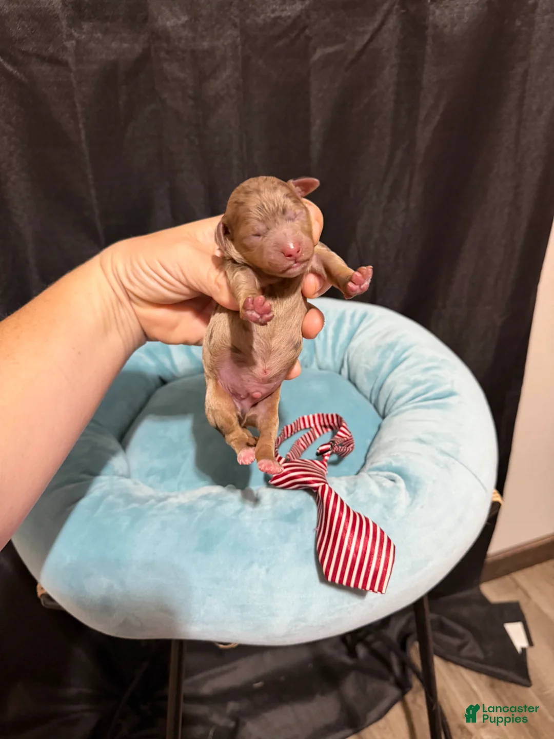 Miniature Poodle dogs for sale: Akc Choc Merle Phantom Red Tie - Ad 2
