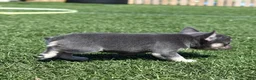 French Bulldog dogs for sale: Warrior  - Ad 8