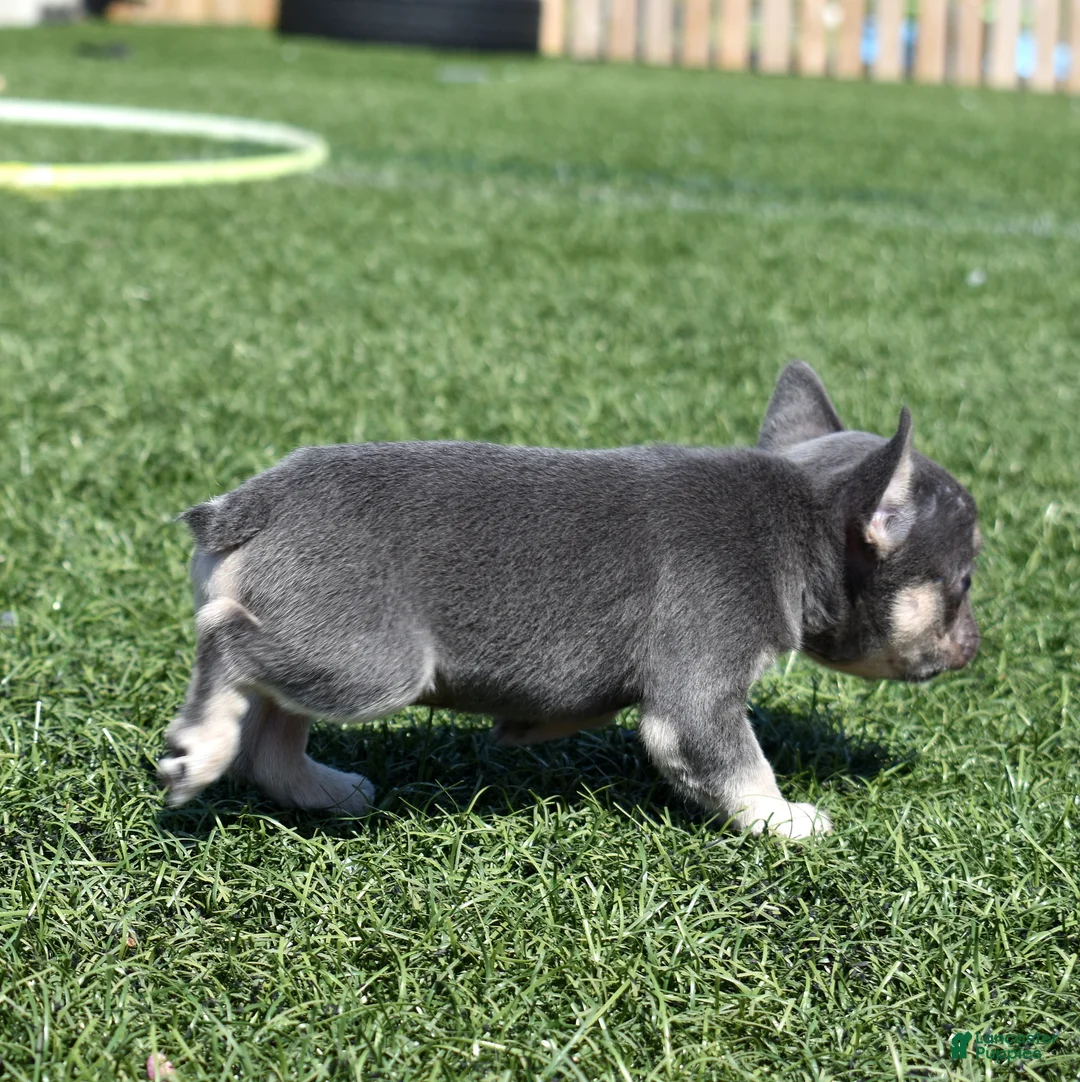 French Bulldog dogs for sale: Warrior  - Ad 8