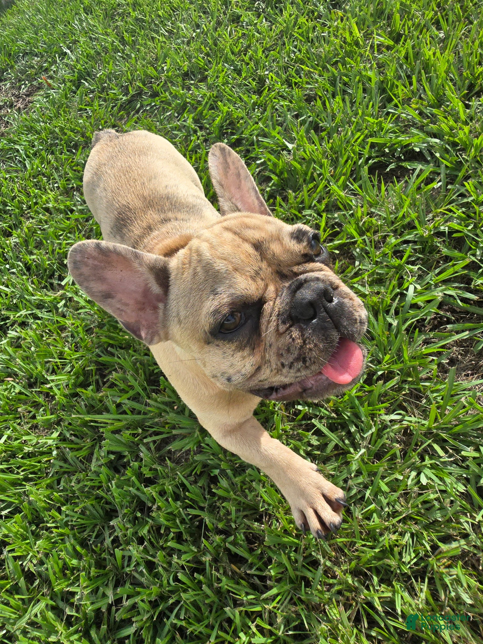 French Bulldog dogs Alfie - Ad 1