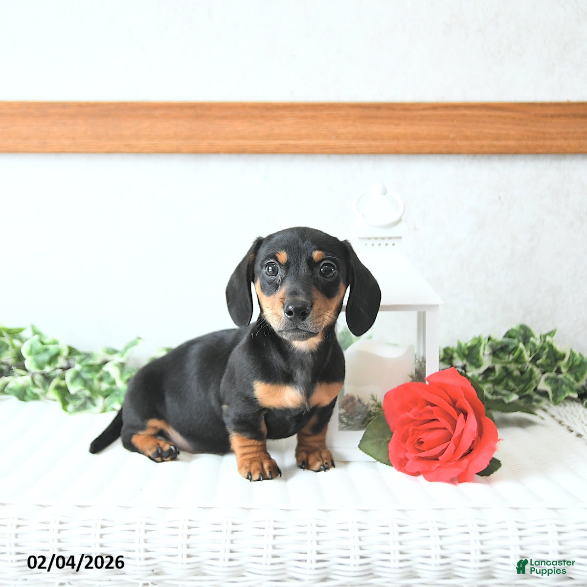 Miniature Dachshund dogs Valentine - Ad 2