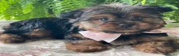 Yorkshire Terrier dogs for sale: Felicity - Ad 6
