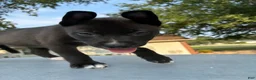 Pitsky dogs for sale: Little Red “Red” - Ad 2