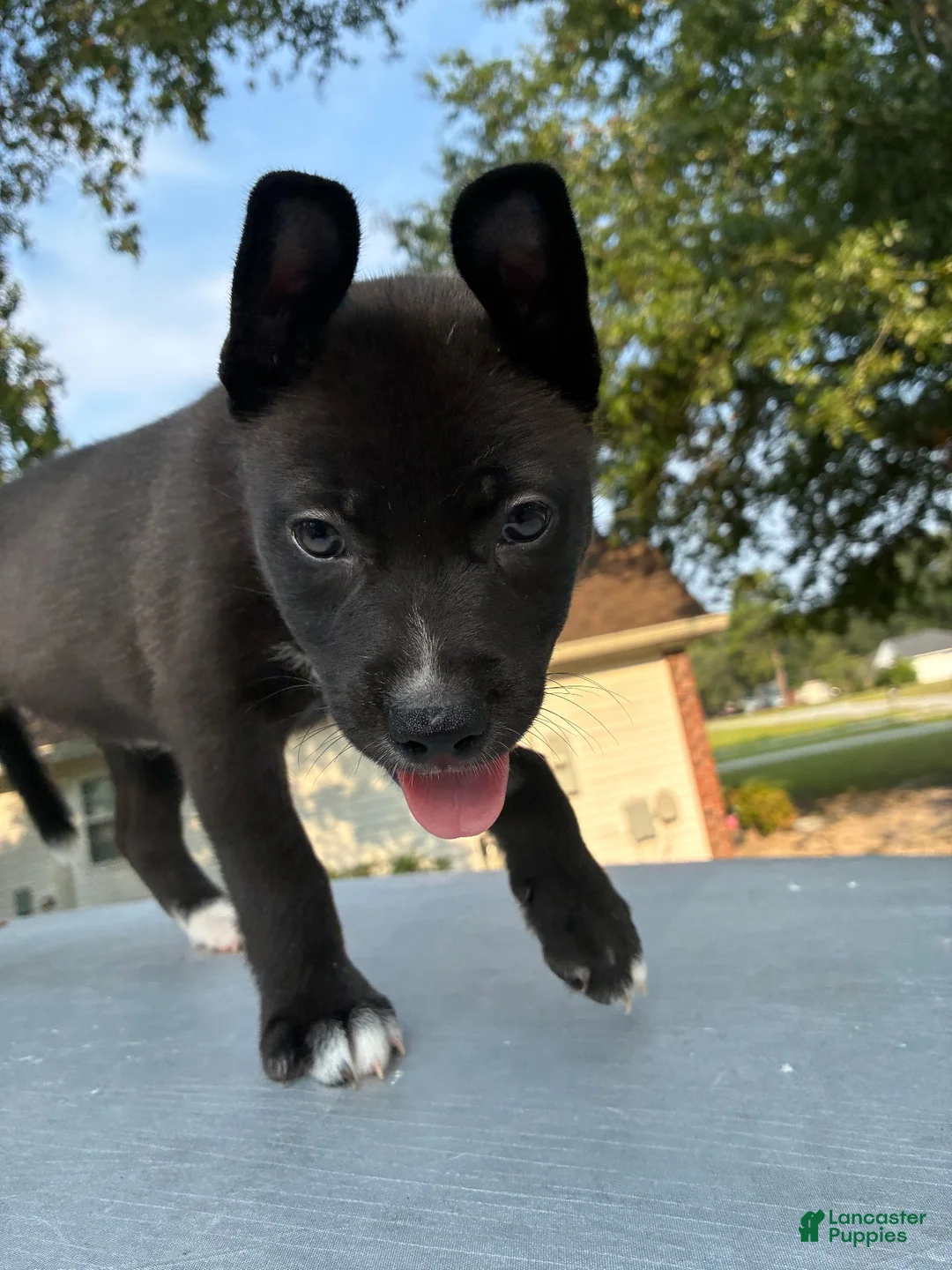 Pitsky dogs for sale: Little Red “Red” - Ad 2