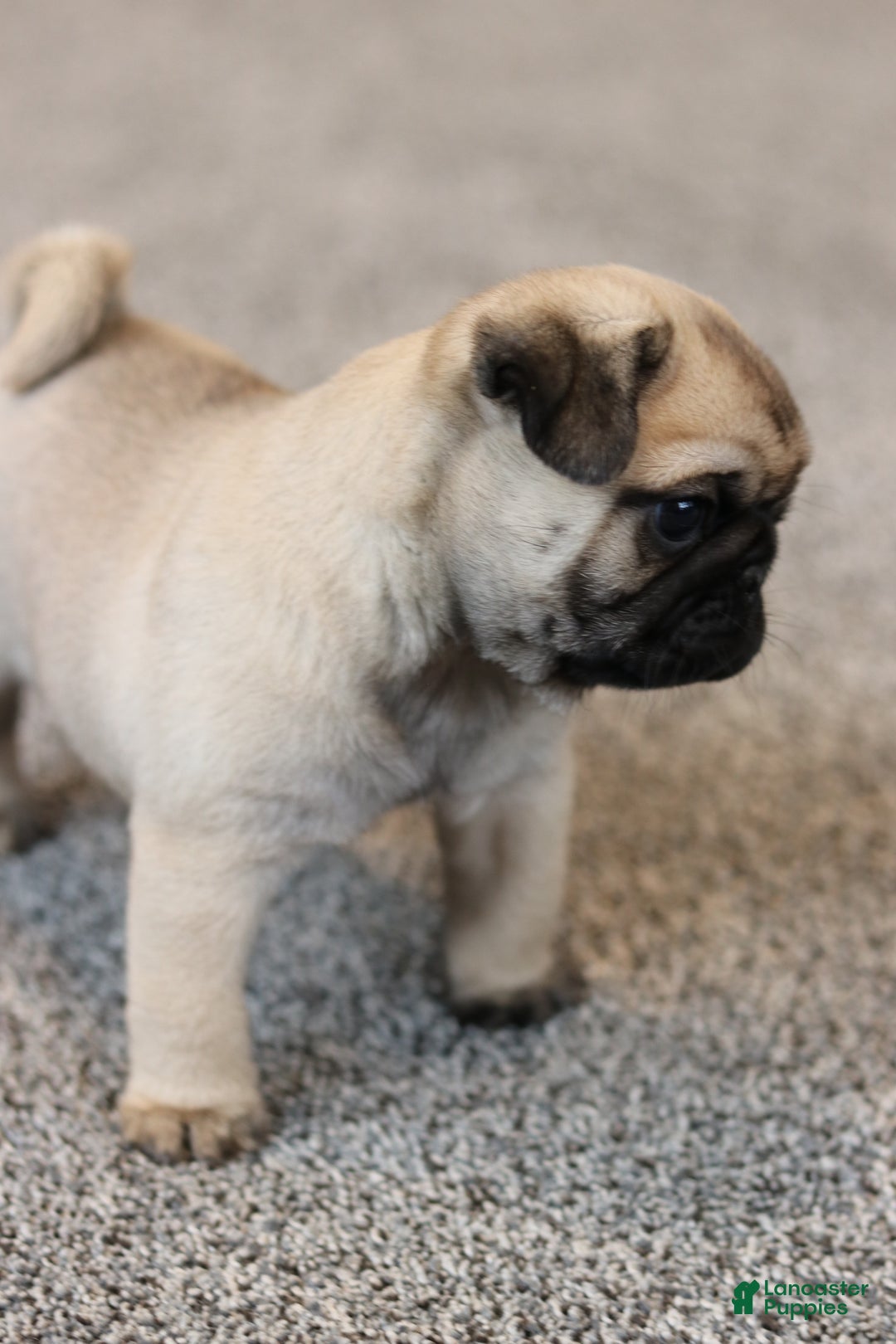 Pug dogs for sale: Champion Otis - Ad 3