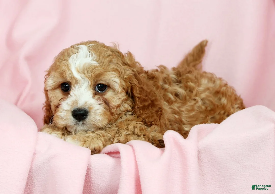Cavapoo dogs for sale: Chloe - Ad 7