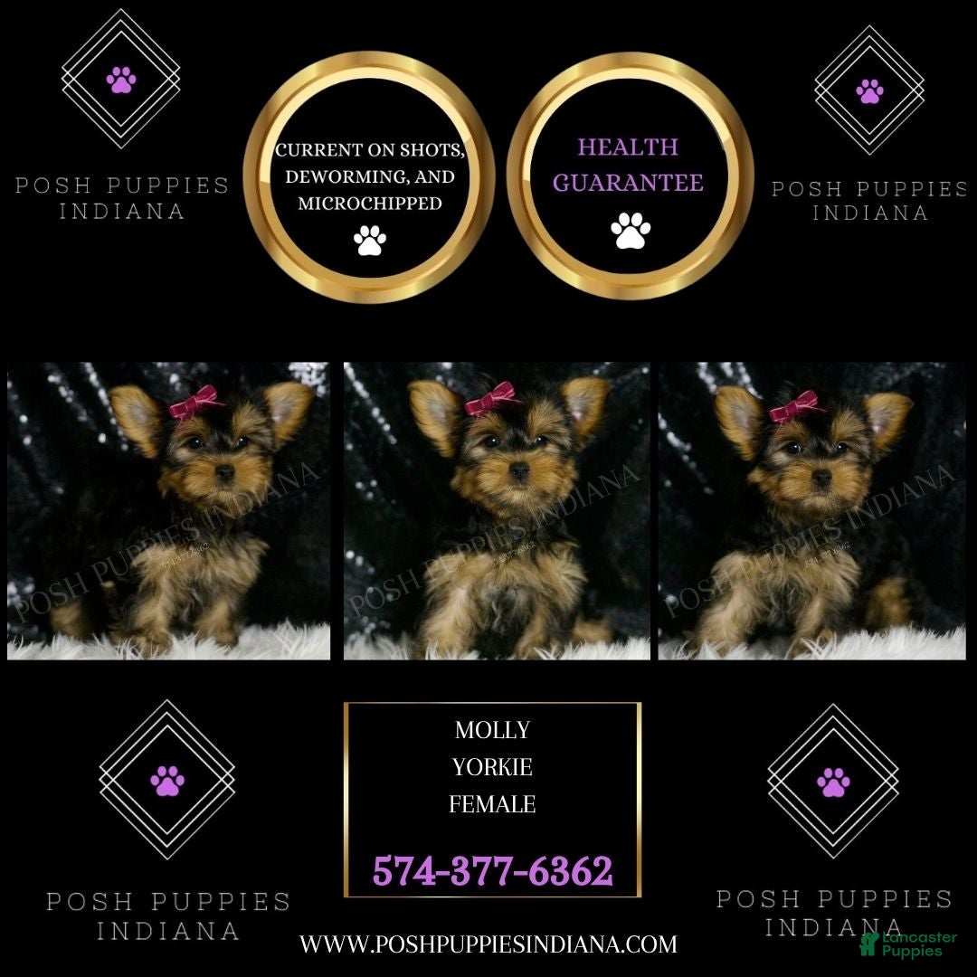 Yorkshire Terrier dogs for sale: Molly - Ad 5