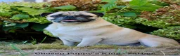 Pug dogs for sale: Leo - Ad 7
