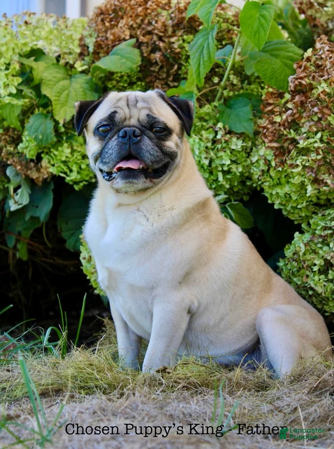 Pug dogs for sale: Leo - Ad 7