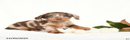 Miniature Dachshund dogs for sale: Cherub - Ad 1