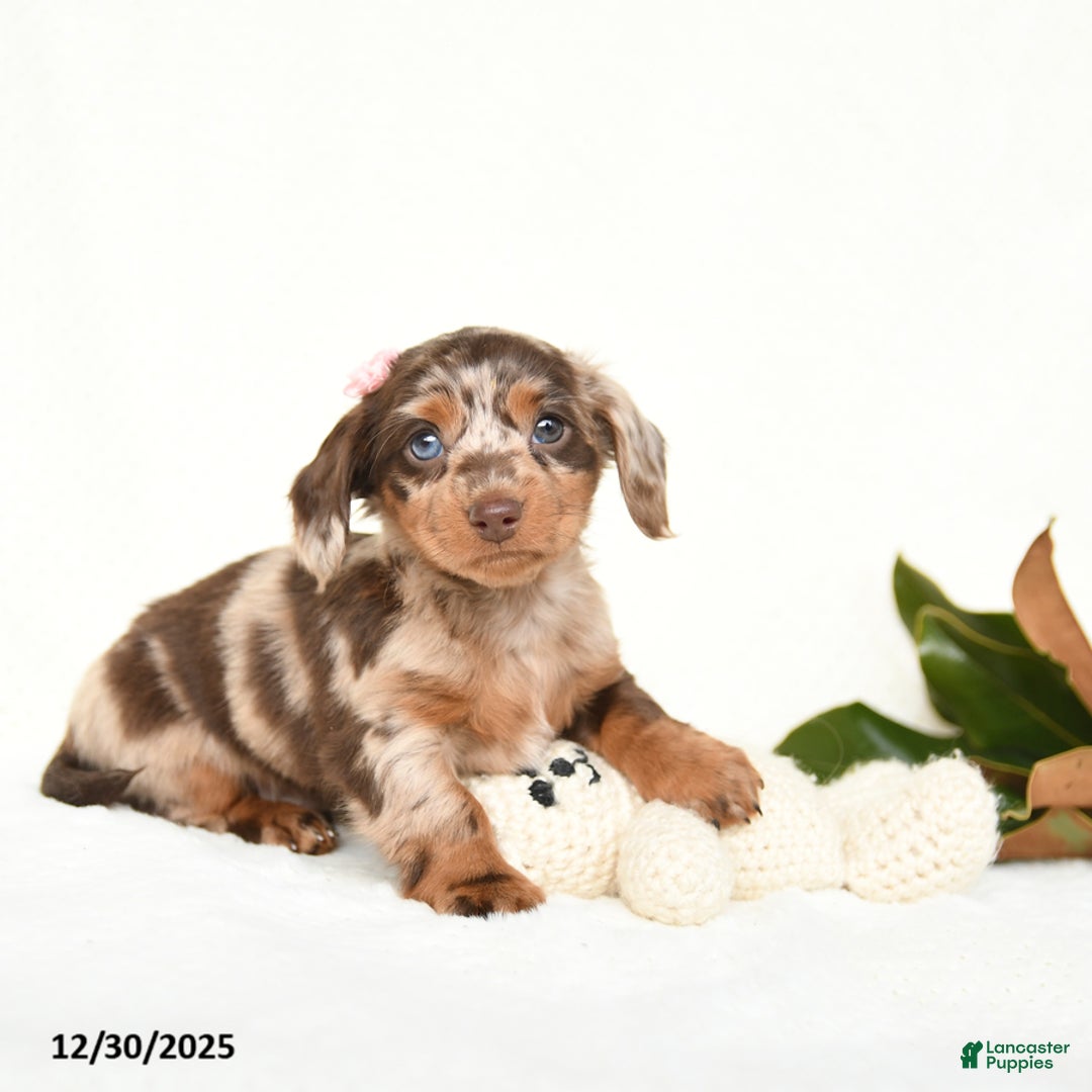 Miniature Dachshund dogs for sale: Cherub - Ad 1