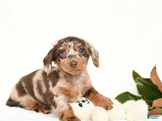 Miniature Dachshund dogs for sale: Cherub - Ad 2