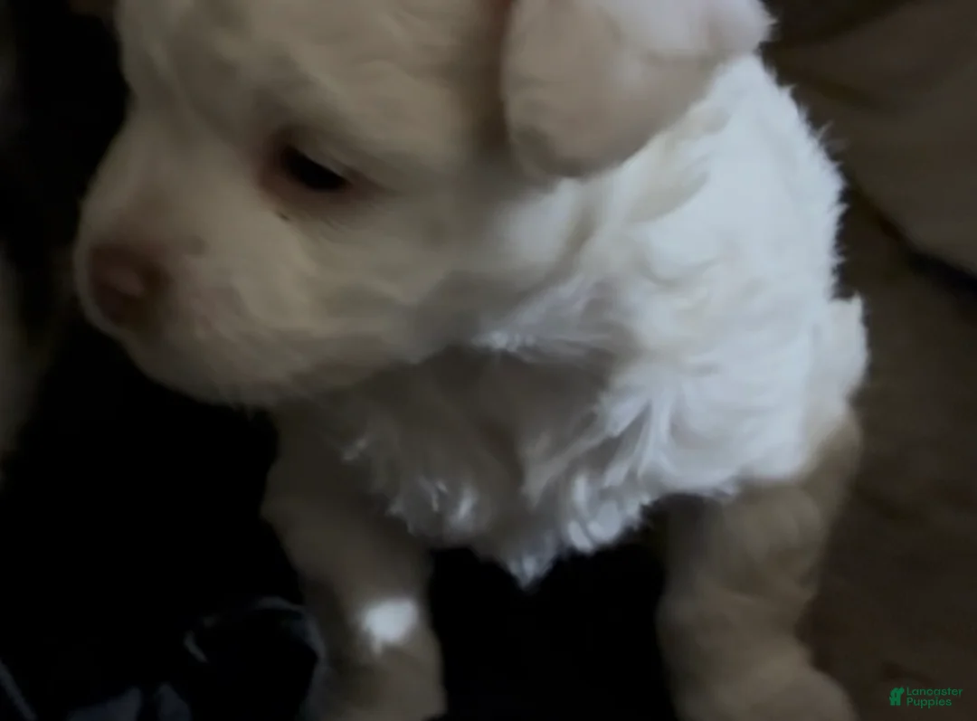 Havapoo dogs for sale:  Puppy 1 - Ad 2