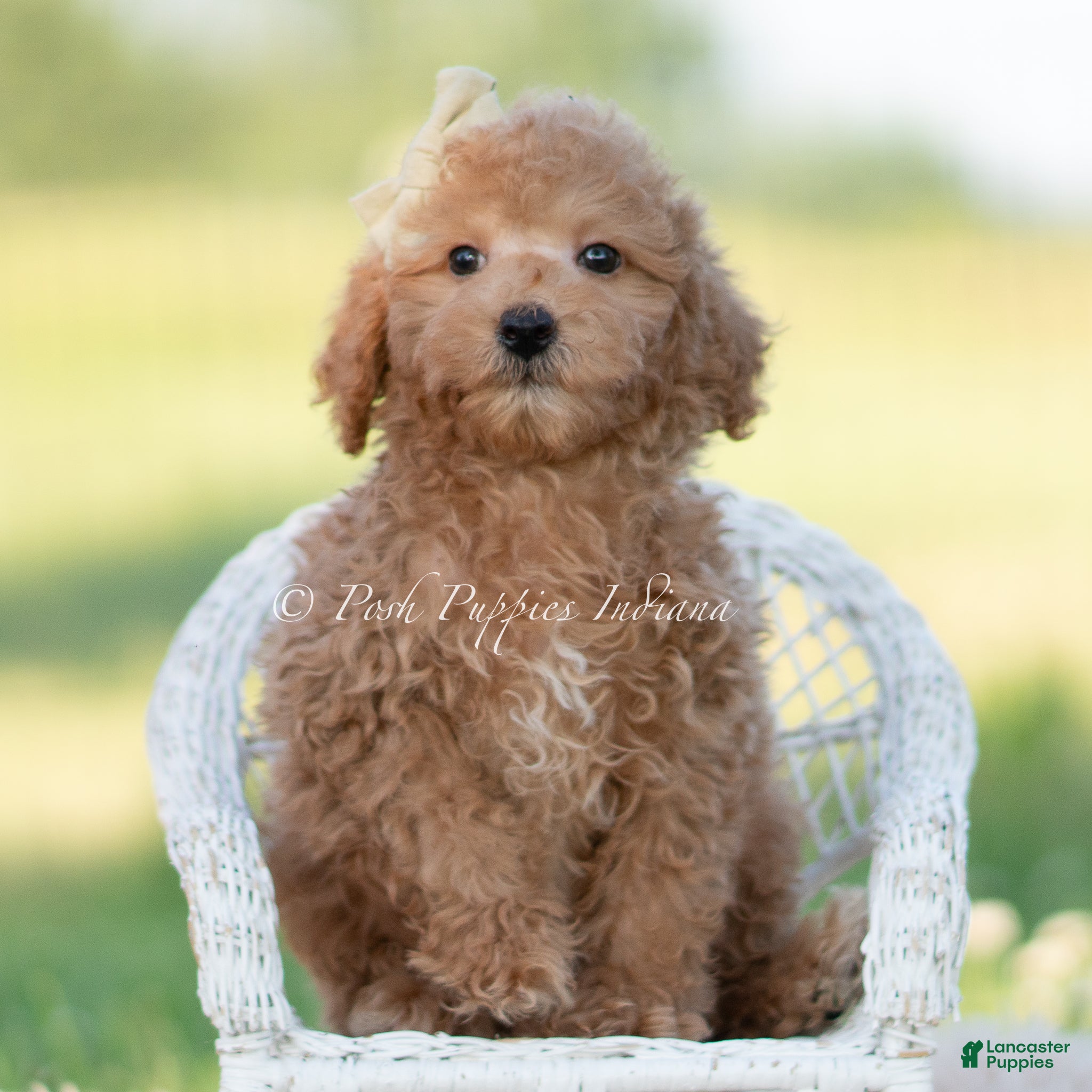 Mini Goldendoodle dogs banjo - Ad 6