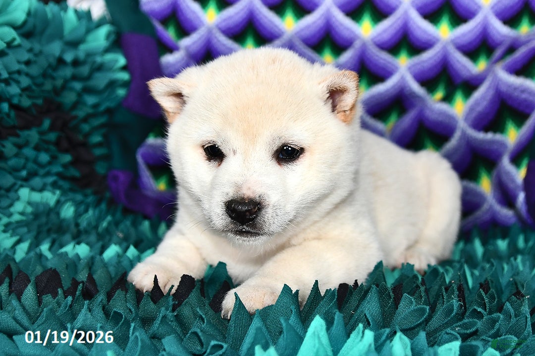 Shiba Inu dogs for sale: Chloe - Ad 1