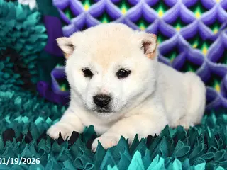 Shiba Inu dogs Chloe - Ad 42
