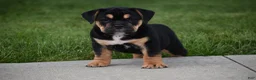 Beabull dogs for sale: Max - Ad 11