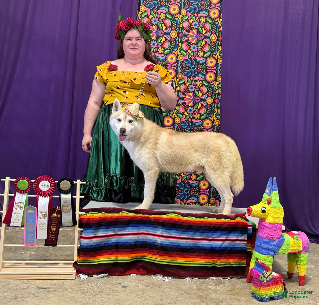 Siberian Husky dogs for stud: UKC Champion  - Ad 1