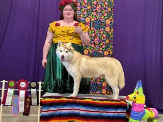 Siberian Husky dogs UKC Champion - Ad 8