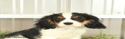 Cavalier King Charles Spaniel dogs for sale: Kurt - Ad 4