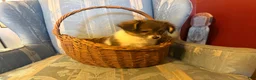 Mixed Breed dogs for sale: Cookie’s Boy #1 - Ad 2