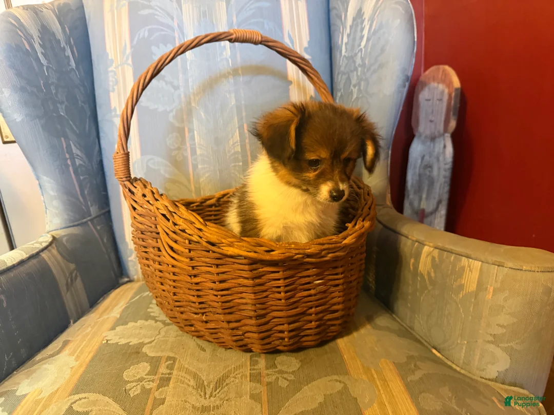 Mixed Breed dogs for sale: Cookie’s Boy #1 - Ad 2