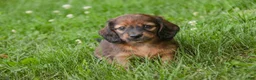 Miniature Dachshund dogs for sale: Annie Miniature Dachshund  - Ad 4