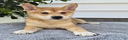 Shiba Inu dogs for sale: Marshall - Ad 2