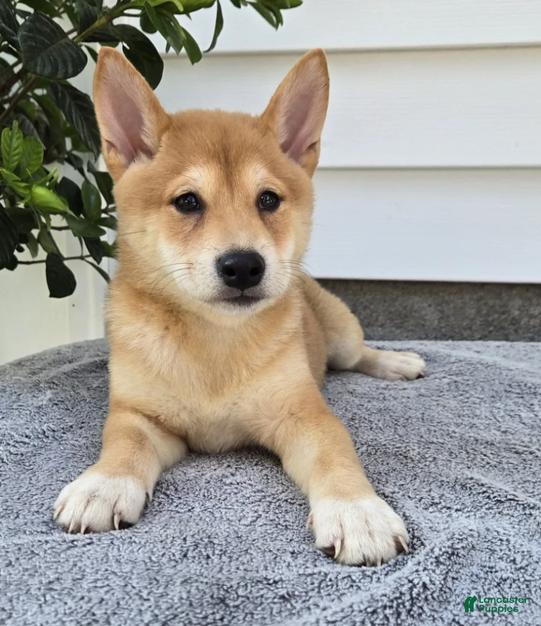 Shiba Inu dogs for sale: Marshall - Ad 2