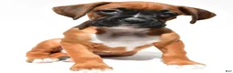 Boxer dogs for sale: Sam - Ad 9