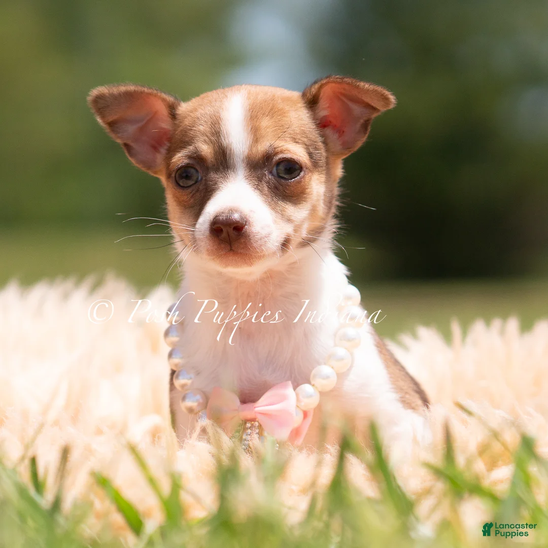 Chihuahua dogs for sale: Pom Pom - Ad 2