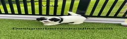 Mini Bernedoodle dogs for sale: Violet tiny/ toy - Ad 2