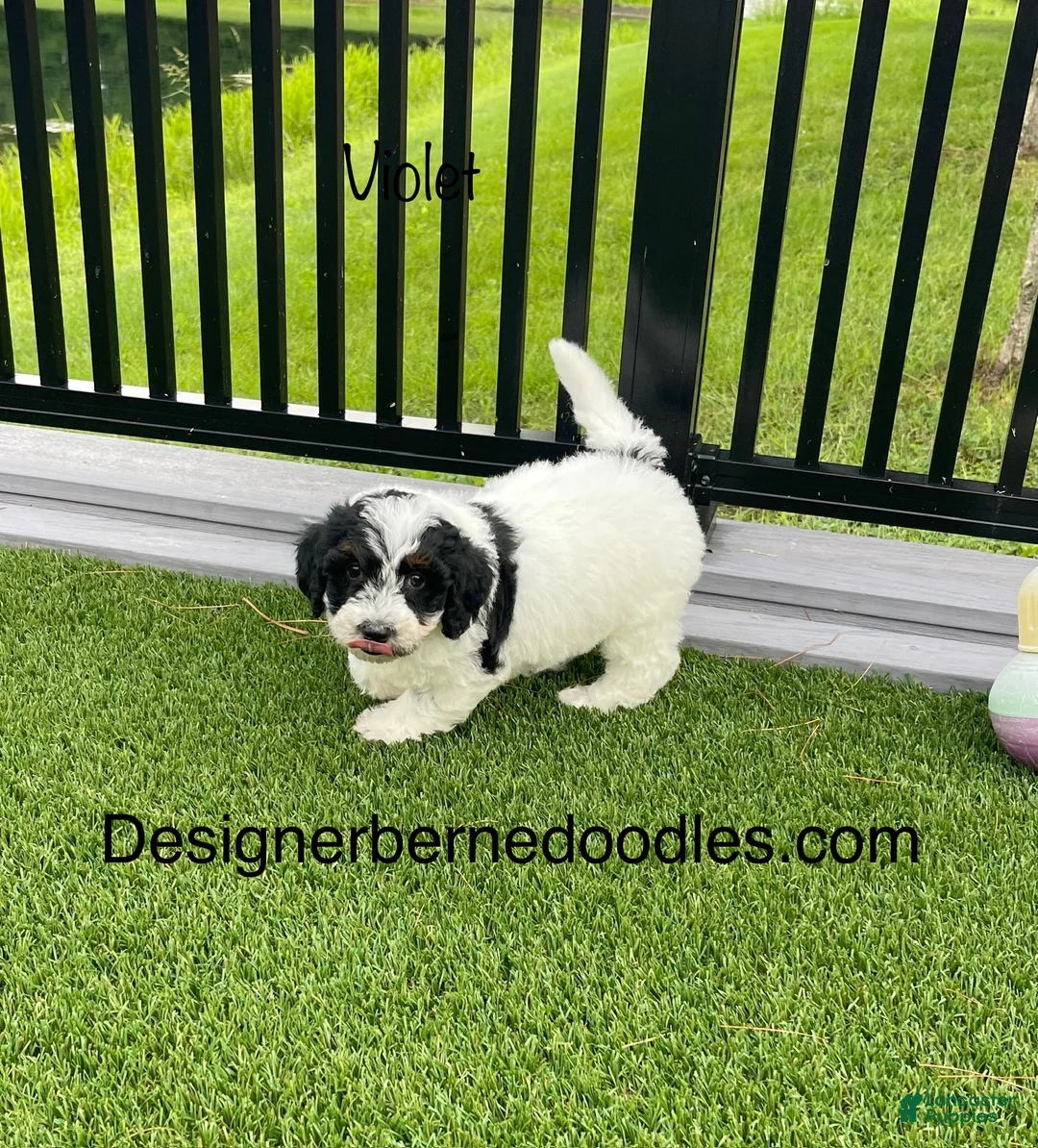 Mini Bernedoodle dogs for sale: Violet tiny/ toy - Ad 2