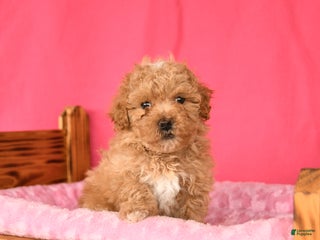 Maltipoo dogs - Ad 22