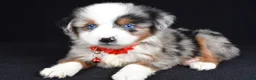 Miniature Australian Shepherd dogs for sale: Kane - Ad 7