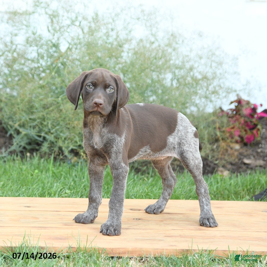 German Shorthaired Pointer dogs Cinnamon - Ad 2