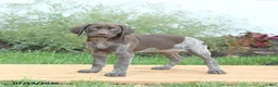 German Shorthaired Pointer dogs for sale: Cinnamon - Ad 2