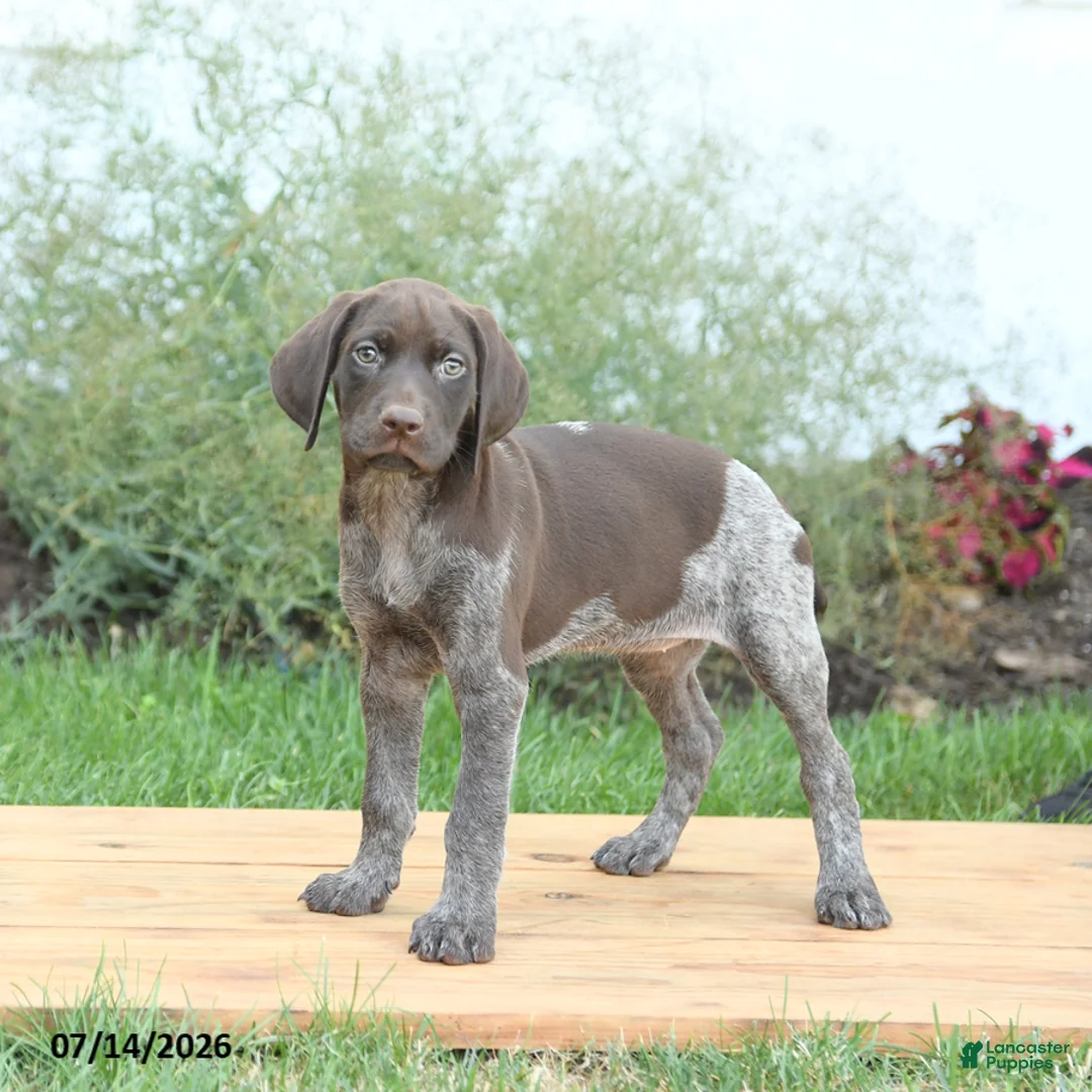 German Shorthaired Pointer dogs for sale: Cinnamon - Ad 2