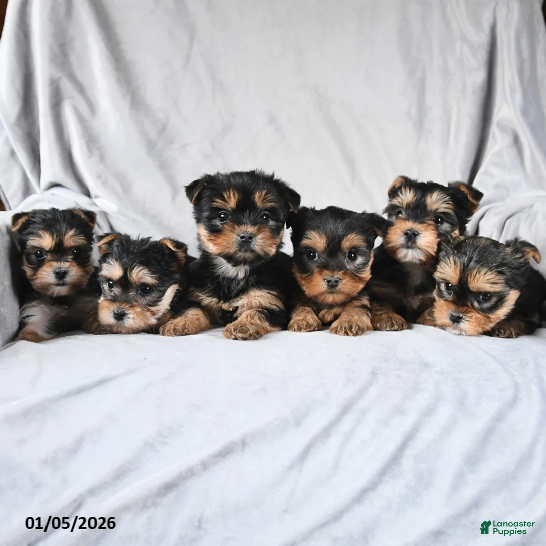 Morkie dogs for sale: Cody - Ad 4